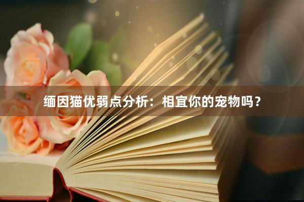 缅因猫优弱点分析：相宜你的宠物吗？
